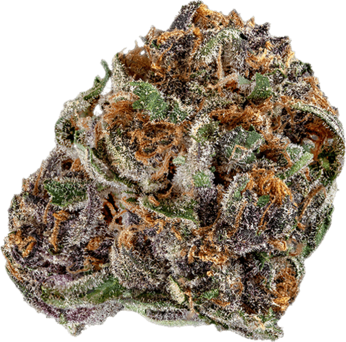 Mimosa